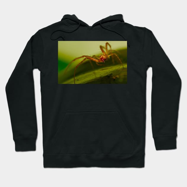 AND IN THE BEGINNING THERE WAS MACRO..! Hoodie by dumbodancer